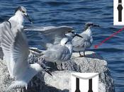 Otro charrán patinegro observado Barcelona: ejemplar