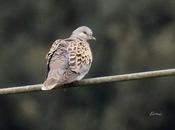 canelo mente azor tarjeta