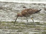 Zarapito anillado holanda