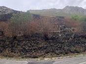 Después incendios agosto 2025 ¿Cómo quedan osos?