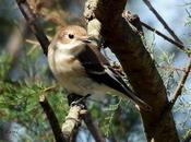 Pajaritos migratorios reflexión sobre karpín