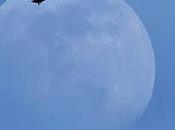 Cuando aves migraban Luna