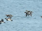 Toma contacto festival migración