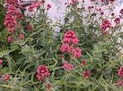 Plantas aromáticas, culinarias medicinales