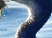 anzuelo pico: trampa silenciosa acecha avifauna