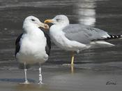 Gaviota cocinera laredo sombrías francesas