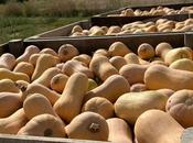 Calabaza cacahuete, alternativa nacional para reducir desperdicio Halloween