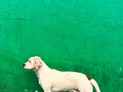 Polvo, perros putas: historia emotiva, provocadora necesaria