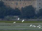 Espátulas, espátulas