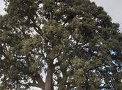 Crece grieta amenaza muerte árbol grande Andalucía: envejecimiento «imparable»