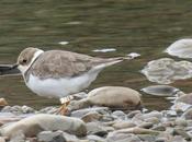 Reencuentro críptico Chorlitejo Chico