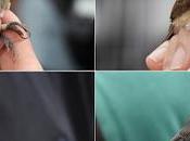 Anillamiento Científico Servicio Conservación Aves