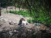 Perrita atada agua comida podencos enjaulados caballos estado. (cadiz)