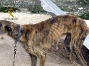 Desmantelan albergue ilegal perros albergaba canes