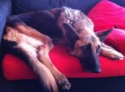 LEIA CURRO (pastores alemanes rumanos) ESPERAN HOGAR DONDE PODER OLVIDAR PASADO