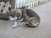 Horrible, orina cuanto acarician esta perrera montijo...AYUDA!!!!