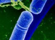 descubrimiento cómo regula bacteria suelo, podría luchar contra bacterias patógenas
