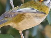 Reyezuelo Listado corona fuego