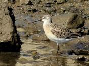 Zarapitines abundancia