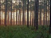 mejores cosas para hacer Lake City (FL)