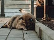 Córdoba perro: descubre rutas lugares friendly