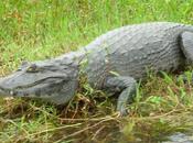 Esteros Iberá Aguas brillantes