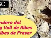 Camí Bosc: sendero secreto bosque Camping Vall Ribes hasta Freser Ripollès