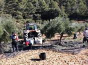 Asaja C-LM pide Delegación Gobierno facilite contratación mano obra extranjera para aceituna