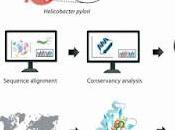 Esta estudio vacuna para combatir Helicobacter pylori