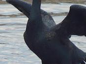 llegado cormoranes Besòs