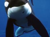 Max: Keiko ballena «Liberen Willy» tendrá propio documental