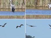 Grullas: escala cerca aeropuerto