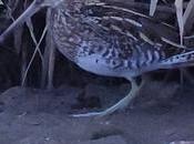 Agachadiza Parc Fluvial: Caza, Perros Vida