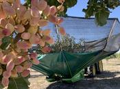 Grupo Pistacyl prevé quintuplicar volumen pistacho recogido Castilla León excelente campaña 2025