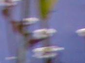 Gazella estrena Komorebi