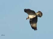 invernada está caer