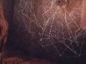 Ivory Gates Shapes Memory (2001)