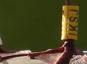 Gaviota anillada Italia