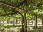 Rías Baixas 2025; vendimia futuro, hecha mano alma sostenible