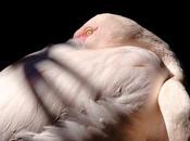 Flamant rose: todo necesitas saber