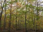 Ruta circular Volcanes Olot