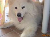 Urgente conseguir familia para neu...samoyedo blanca años. barcelona.