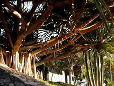 jardín botánico palmeras