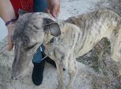 Ayuda!! necesita recaudar euros para salvar galgo abuelito campo.