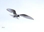 Charrán ártico salida guiada marisma