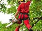 poda árboles perfecta: ¿Cuándo cómo?