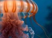 Medusa Inmortal: Nunca Envejece Desafía Muerte