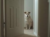 perro calla; cómo abordar conflictos vecinales empatía soluciones reales