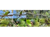 Aratingas cabeciazul Parc Glòries