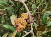 HTpro Ebony; alternativa biológica ayuda frenar tuberculosis olivo